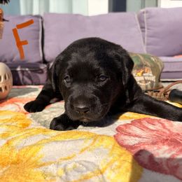 Orange - Black female Labrador Retriever puppy in Talking Rock, Georgia from Bethel Woods Kennels