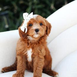 Cedar - Apricot male Goldendoodle puppy in Rio Linda, California from GoldendoodlePaw