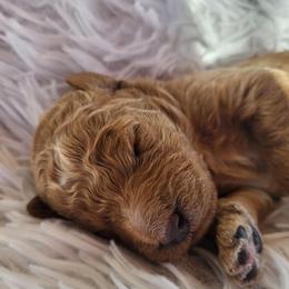 Blue- Collar - Red  male Goldendoodle puppy in Fairmont, West Virginia from Mountainside Doodles, LLC