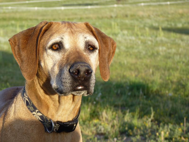 Koda Rhodesian Ridgebacks in Colorado | Rhodesian Ridgeback puppies ...