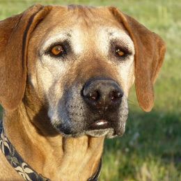 Rhodesian Ridgebacks from Koda Rhodesian Ridgebacks