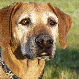 Rhodesian Ridgebacks from Koda Rhodesian Ridgebacks