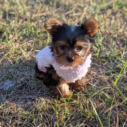 Zoey - Black and tan female Yorkshire Terrier puppy in Columbia, South Carolina from Forever Yourkies 🐾