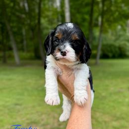 Tempo - Tri-color male Cavapoo puppy in Midland, Michigan from Northern Charm Farm