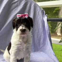 Mama Mia - Parti female Labradoodle puppy in Camden, North Carolina from Oopsie Doodles of NC