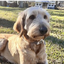 Charlie - Goldendoodle