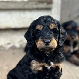 Bernedoodle and Labradoodle Puppies from Zehr’s Labradoodles & Bernedoodles