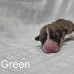 Boy 4 - male Pembroke Welsh Corgi puppy in Terrell, Texas from Brynwood Pembroke Welsh Corgis