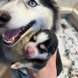 McCall - Black and white female Pomsky puppy in Rathdrum, Idaho from Smart Pomskies and Frenchies