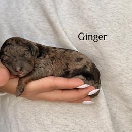 Ginger - Merle female Bernedoodle puppy in Pennsylvania from Bells Bernedoodles