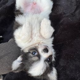 Checkers - Blue and tan female Chihuahua puppy in Saint Johns, Florida from Acme Chihuahuas (Cheeky Chis)