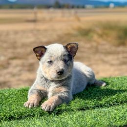 O3 4D Martini Shot - Blue speckled male Australian Cattle Dog puppy in Spokane, Washington from 4D Cattle Dogs