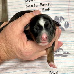 6 Boys - Blue merle male Australian Shepherd puppy in Burkesville, Kentucky from Bline’s Awesome Aussies & Doxies at the Bline Family Farm
