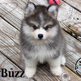 Buzz - Black and white male Pomsky puppy in Eastman, Georgia from Once Upon A Pomsky