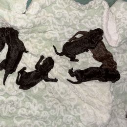 Estelle - Silver female Poodle puppy in Meadowbrook, California from Standard Poodle Pups