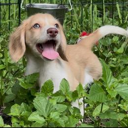 Luna - Piebald female Dachshund puppy in Alice, Texas from Crimson’s longhair Dachshunds