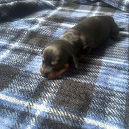Ella - Black and tan female Dachshund puppy in Lyman, Mississippi from Arnold’s Miniature Dachshunds
