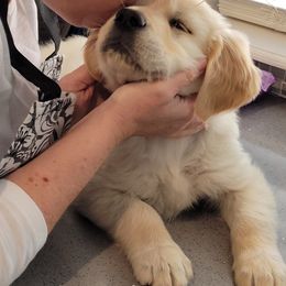 Golden Retriever Puppies from Sims Golden Retrievers