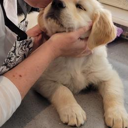 Golden Retriever Puppies from Sims Golden Retrievers