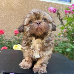 Brownie - Liver male Shih Tzu puppy in Fresno, California from Jas’ ClassnSass