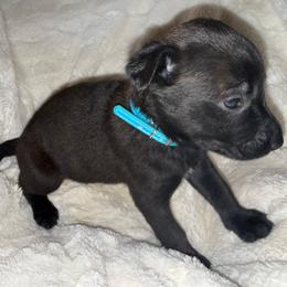 Fais-do-do - Black brindle female Dutch Shepherd puppy in Saint Amant, Louisiana from Mercy Kennels