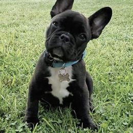 French Bulldogs from Ohio Valley Frenchies