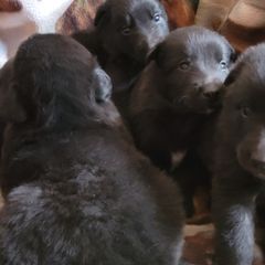 Belgian Sheepdogs from Clawson Belgians