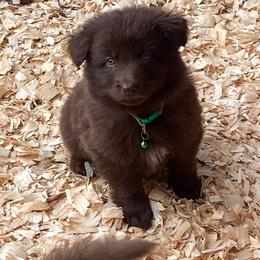 Girl 4 Pink collar - Liver female German Shepherd puppy in Pelham, North Carolina from P & P Shepherds