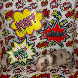 Poison Ivy - Red merle female Miniature American Shepherd puppy in Thomasville, North Carolina from TaraFox Miniature American Shepherds