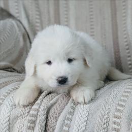 Girl 4 Pink - White female Great Pyrenees puppy in Yakima, Washington from Naches Heights Ranch