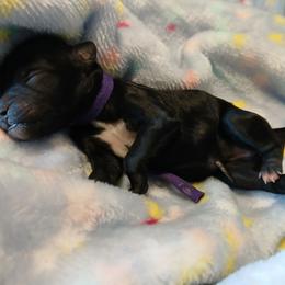 Fiona - Black female Havapoo puppy in Blanch, North Carolina from Faithful Hearts Kennel
