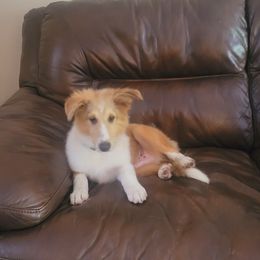Karma - White and sable male Shetland Sheepdog puppy in Taylorville, Illinois from Kountry Home Shelties