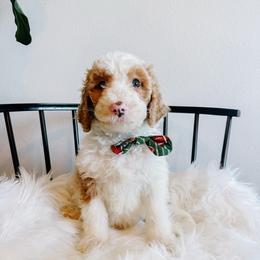 Pumpkin Pie - Fawn and white male Sheepadoodle puppy in Republic, Missouri from DOOD & Co