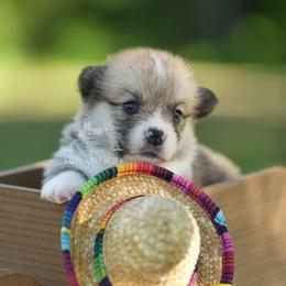 Blue Collar - Red male Pembroke Welsh Corgi puppy in Terrell, Texas from Brynwood Pembroke Welsh Corgis