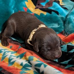 Jack (Yellow Collar) - Chocolate male Labrador Retriever puppy in Commerce, Oklahoma from Standing Water Kennels