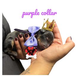 Purple collar - Black and rust female Doberman Pinscher puppy in Canton, Ohio from Aaliyah’s Dobies