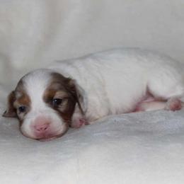 Quimby (3625) - Dapple female Dachshund puppy in Sonora, Kentucky from Maple Hill Miniature Dachshunds