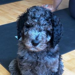 Mr Orange - Merle male Goldendoodle puppy in San Diego, California from Sensational Doodles