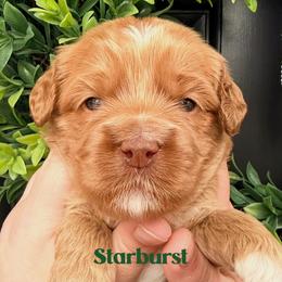 Starburst - Caramel male Australian Labradoodle puppy in Silver Spring, Maryland from Potomac Australian Labradoodles