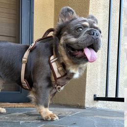 Thunder (Brown Male) - Tricolors French Bulldog puppy in Burbank, California from Floofie Frenchies