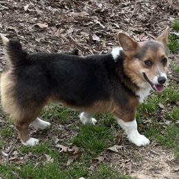 Okie - Pembroke Welsh Corgi