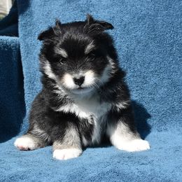 Connelly - Tri-color Pomsky puppy in Ponte Vedra, Florida from Pearl of the Orient Seas