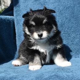 Connelly - Tri-color Pomsky puppy in Ponte Vedra, Florida from Pearl of the Orient Seas