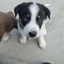 Black white boy Red - Black and white male Border Collie puppy in Bradley, South Carolina from DiCola Farm