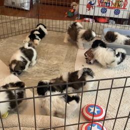 Boy 2 - Red and white male Shih Tzu puppy in Foristell, Missouri from Lakewood