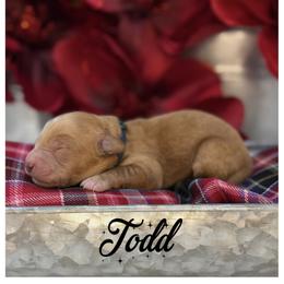 Todd - Apricot male Australian Labradoodle puppy in Gladstone, Oregon from Beaver State Labradoodles