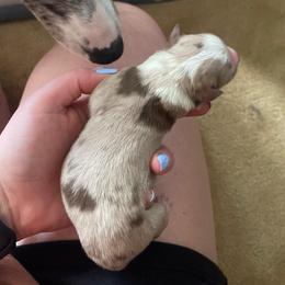 Girl 1 - Red merle female Miniature Australian Shepherd puppy in Fort Collins, Colorado from Basil’s Sweet Creatures