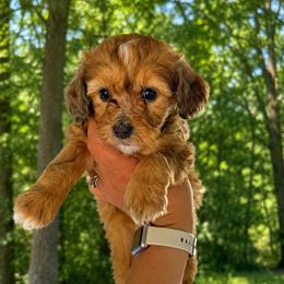 Isla - Sable female Bernedoodle puppy in Hudson, Michigan from Haaspawz