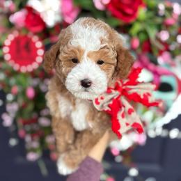 Cupid - Apricot male Poodle puppy in Herriman, Utah from Gypsi Doodles & Poodles LLC.