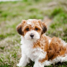 Bernedoodle, Cavapoo, Havanese, and Havapoo Puppies from Lady Paws Puppies - Cassie
